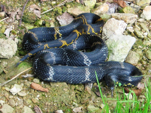 1280px-Elaphe_schrenckii