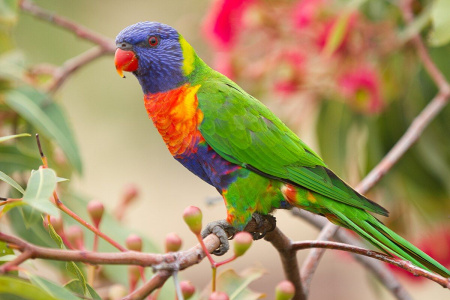 Rainbow_Lorikeet_-_AndrewMercer_IMG08212