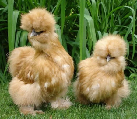 Шелковая китайская курица 