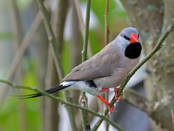 Long-tailed_Finch_RWD1