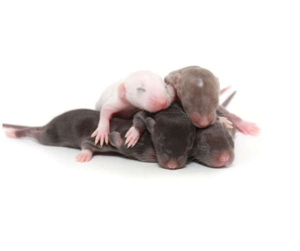 Крыса опушонок