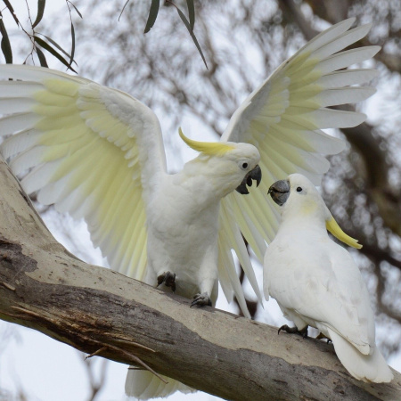 Желтохохлый