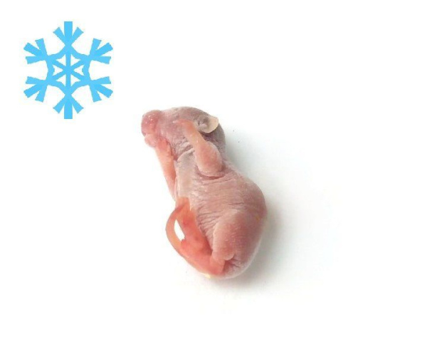 Мышь голышь