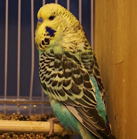 Волнистый попугай чех самец