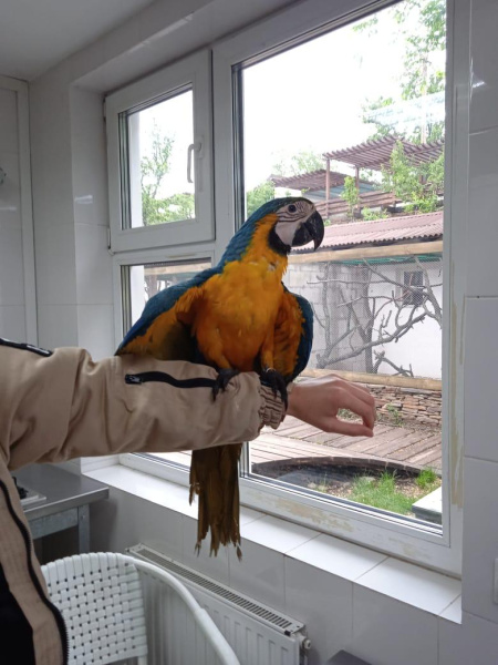 Сине-желтый ара (Ara ararauna) выкормыш