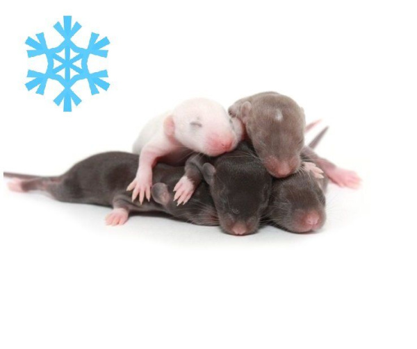 Крыса опушонок