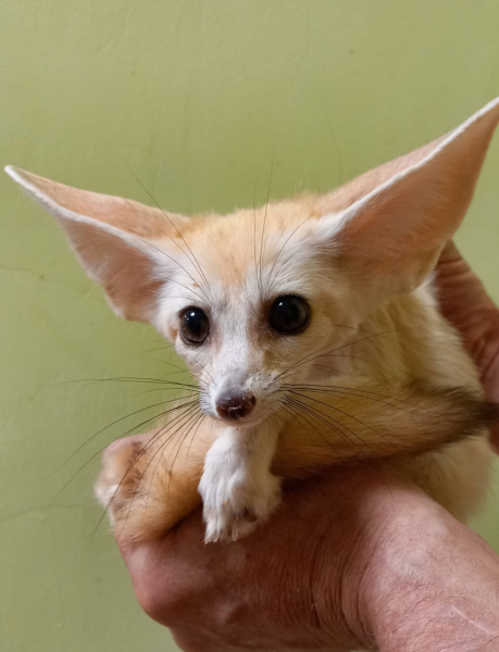 Фенек (Vulpes zerda) миниатюрная лисица