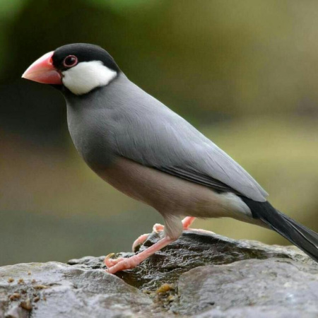 Рисовая Амадина