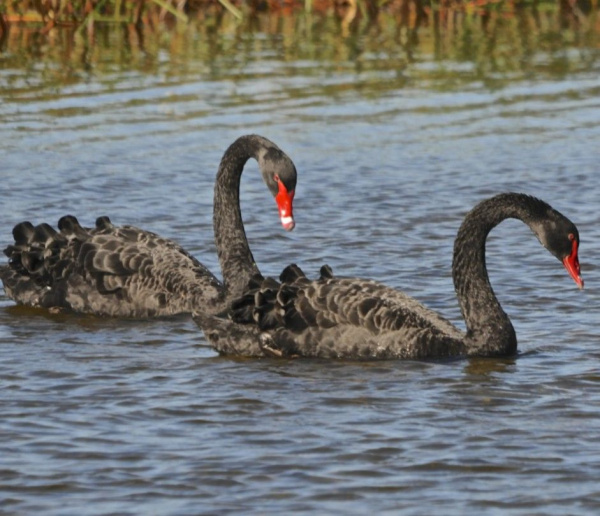 Черный лебедь (Cygnus atratus)
