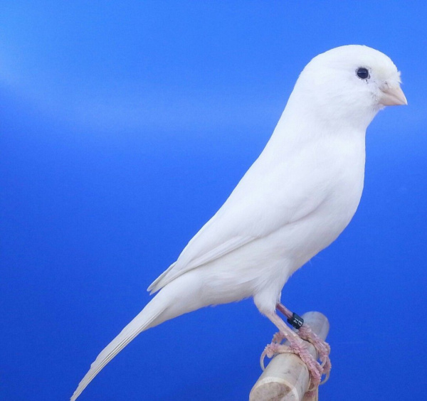 Канарейка белая