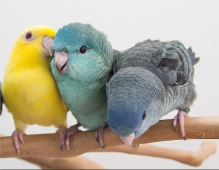 bolborhynchus-lineola