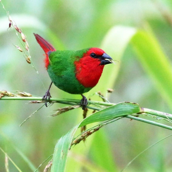 Попугайная Амадина