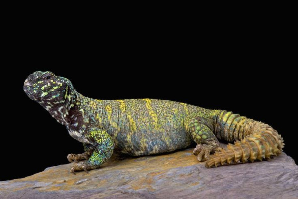 Uromastix ornata
