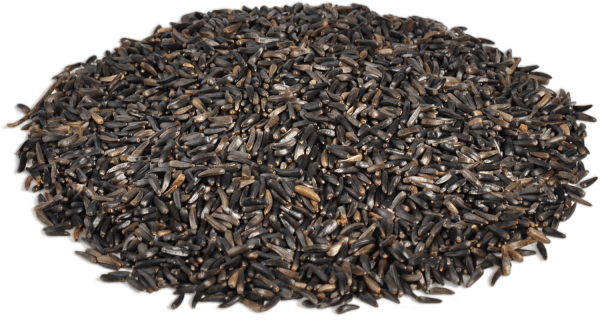 Нуг абиссинский