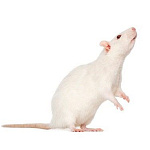 Кормовые насекомые