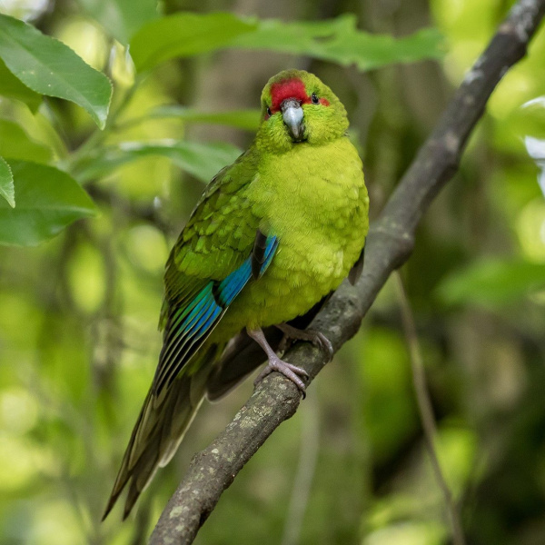 Какарик зеленый выкорм точно