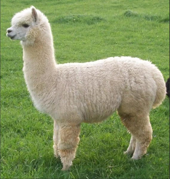 Альпака (Vicugna pacos)