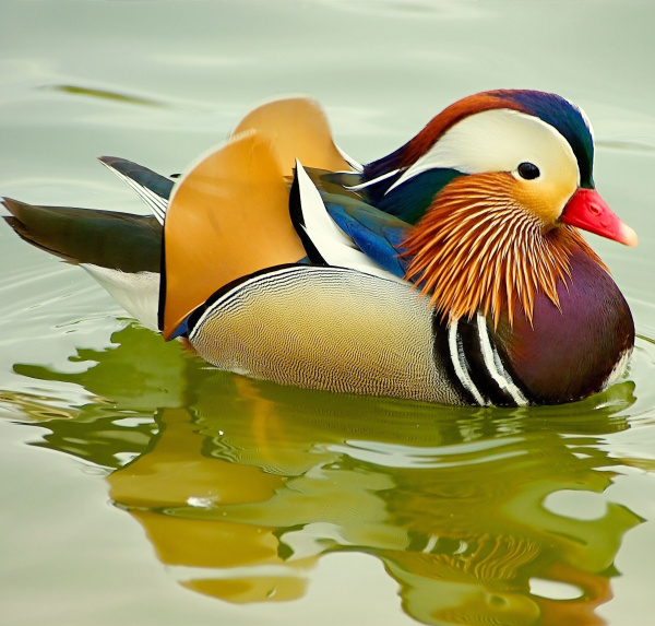 Мандаринка