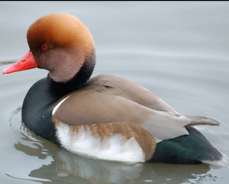 Нырок красноносый (Netta rufina)