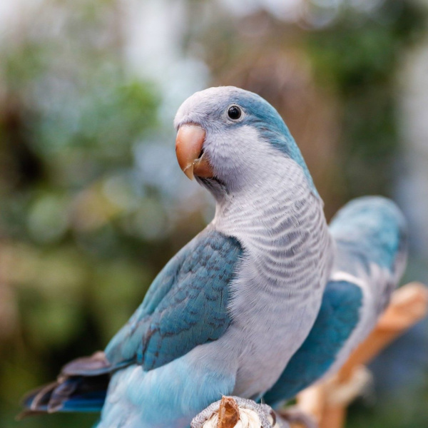 Голубой монах