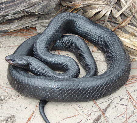 Eastern_Indigo_индиговая змея