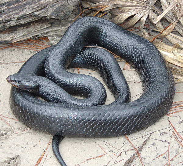 Eastern_Indigo_индиговая змея