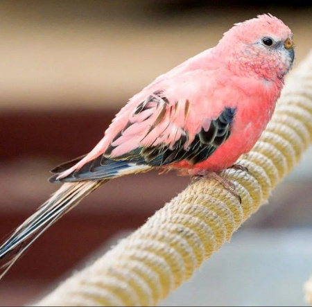 Травянистый розовогрудый попугай ( боурка)