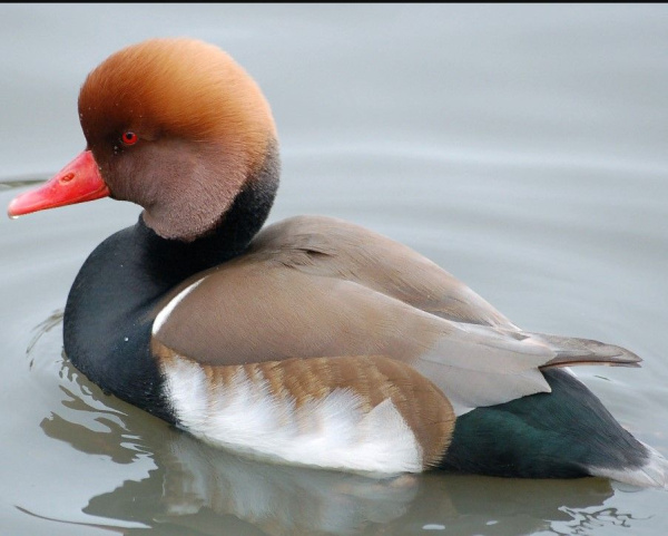 Нырок красноносый (Netta rufina)