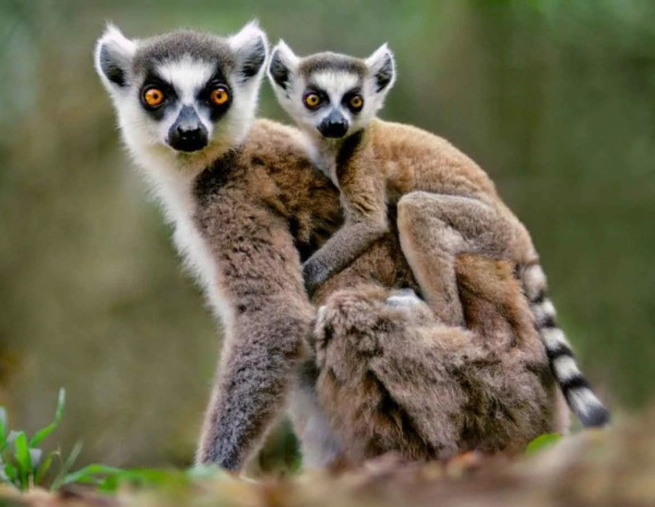 Кошачий лемур (Lemur catta)