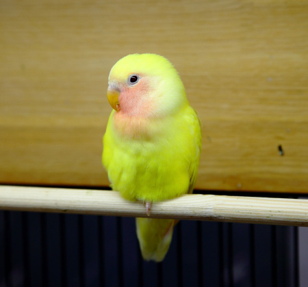 Розовощёкий неразлучник желтый