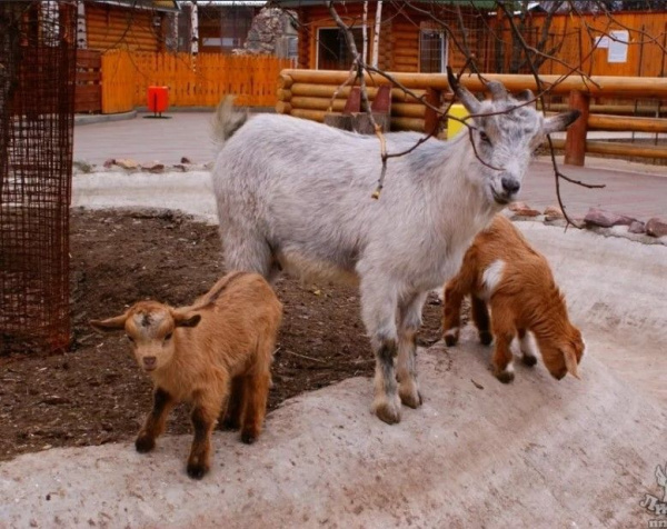 Камерунская коза (Capra hircus hircus)
