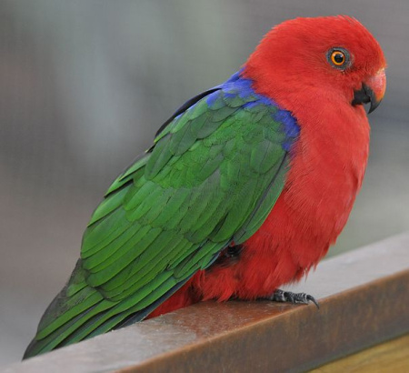 королевский