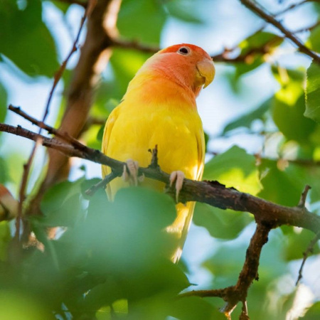 Розовощекий бабнановый1