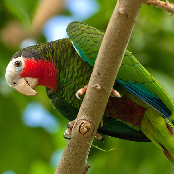 Кубинский амазон