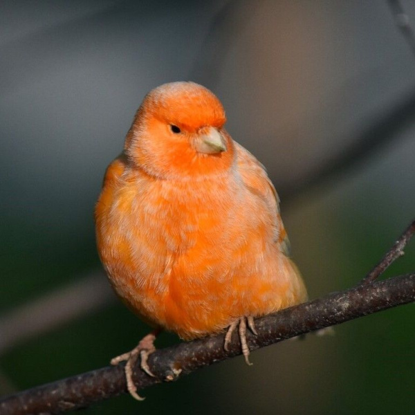 Красная канарейка