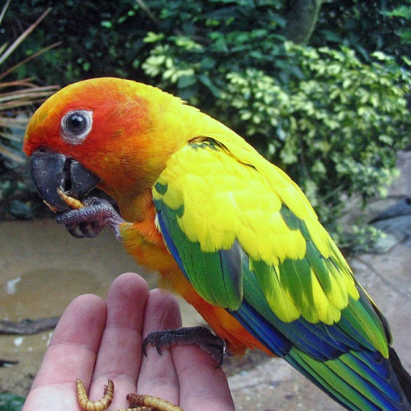 Солнечный аратинга (Aratinga solstitialis) выкормыш