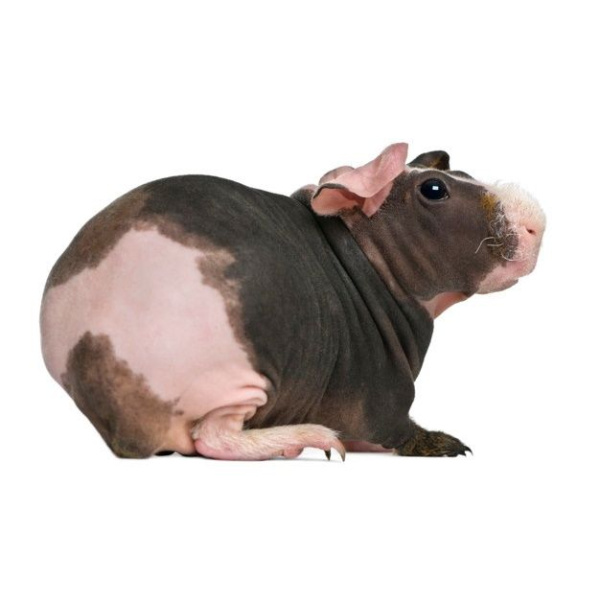 Морская Свинка Скинни