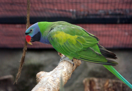 Psittacula_derbiana_-aviary_-male-8a