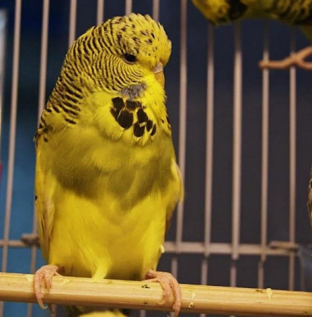 Волнистый попугай чех самка