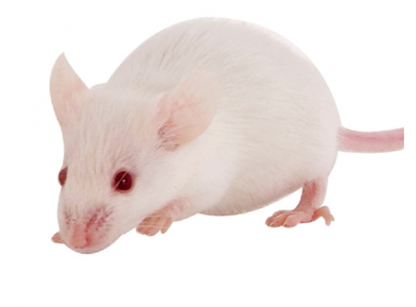 Мышь взрослая 