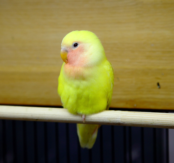 Розовощёкий неразлучник желтый