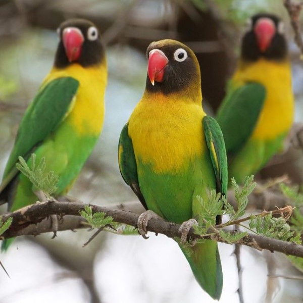 Масковый зеленый1