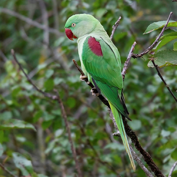 Александрийский к