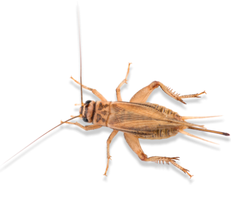 сверчок домовой (крупный)