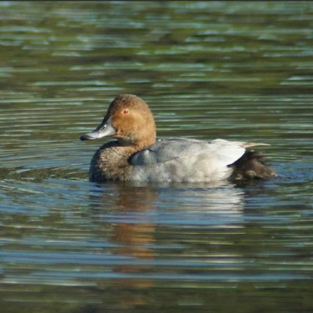 Огарь (Tadorna ferruginea)