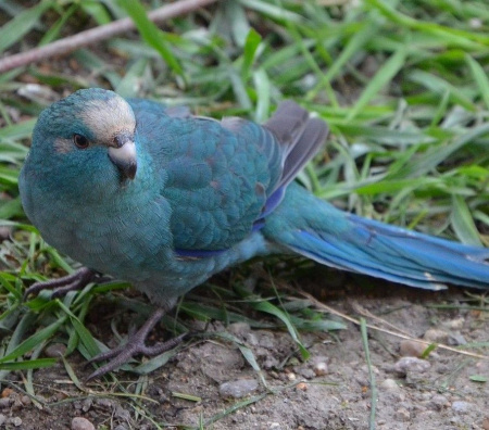 Какарик Голубой1