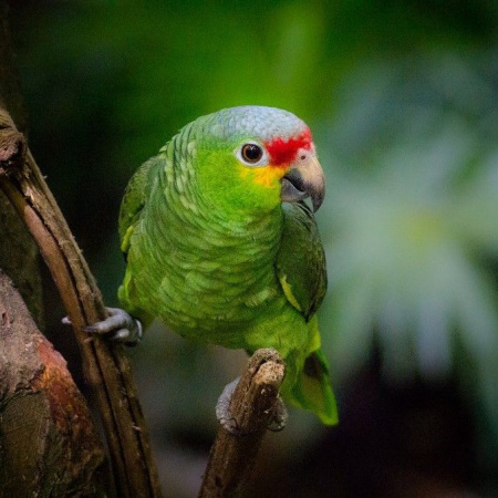 краснолобый амазон