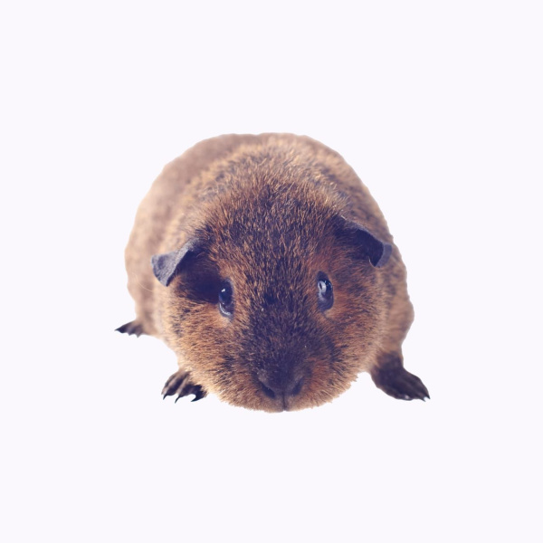 Американский тедди самка, золотая шиншилла калифорния