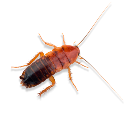 таракан туркменский - живой