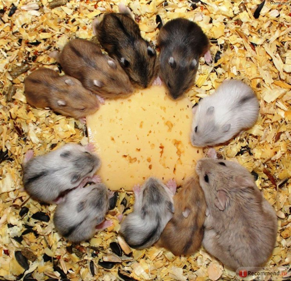 Черный, рыжий, черный, серый джунгар